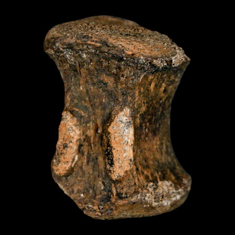 1.3" Gryposaurus Fossil Tail Vertebrae Bone Duck-Billed Dinosaur Judith River MT COA - Fossil Age Minerals