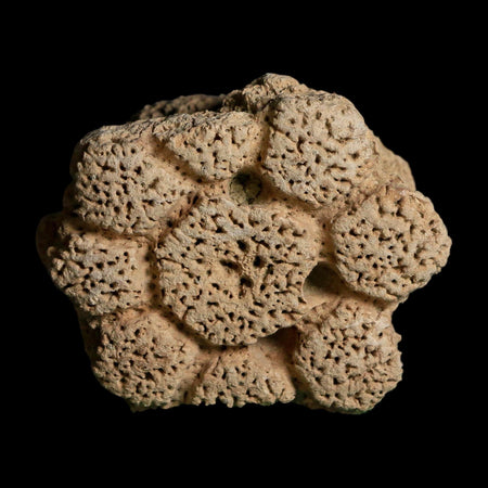 2.5" Glyptodon Fossil Osteoderm Scute Plate Bony Armor Pleistocene Uruguay COA