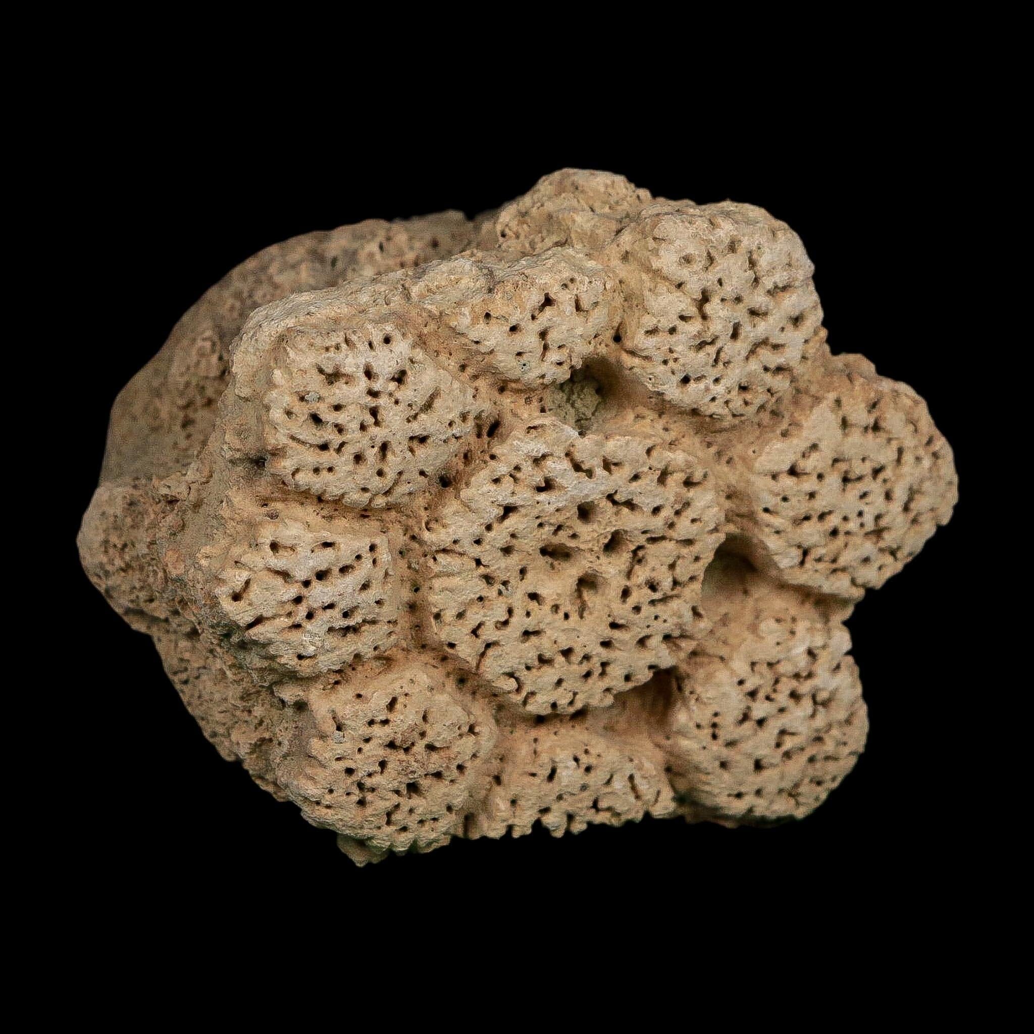 2.5" Glyptodon Fossil Osteoderm Scute Plate Bony Armor Pleistocene Uruguay COA - Fossil Age Minerals
