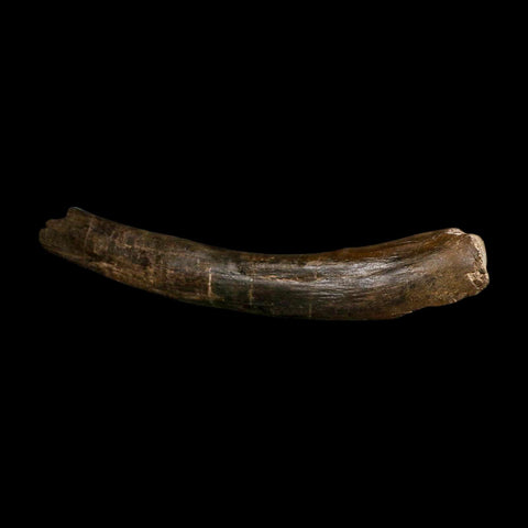 9.2" Tyrannosaur Fossil Rib Bone Cretaceous Dinosaur Two Medicine FM MT COA Stand