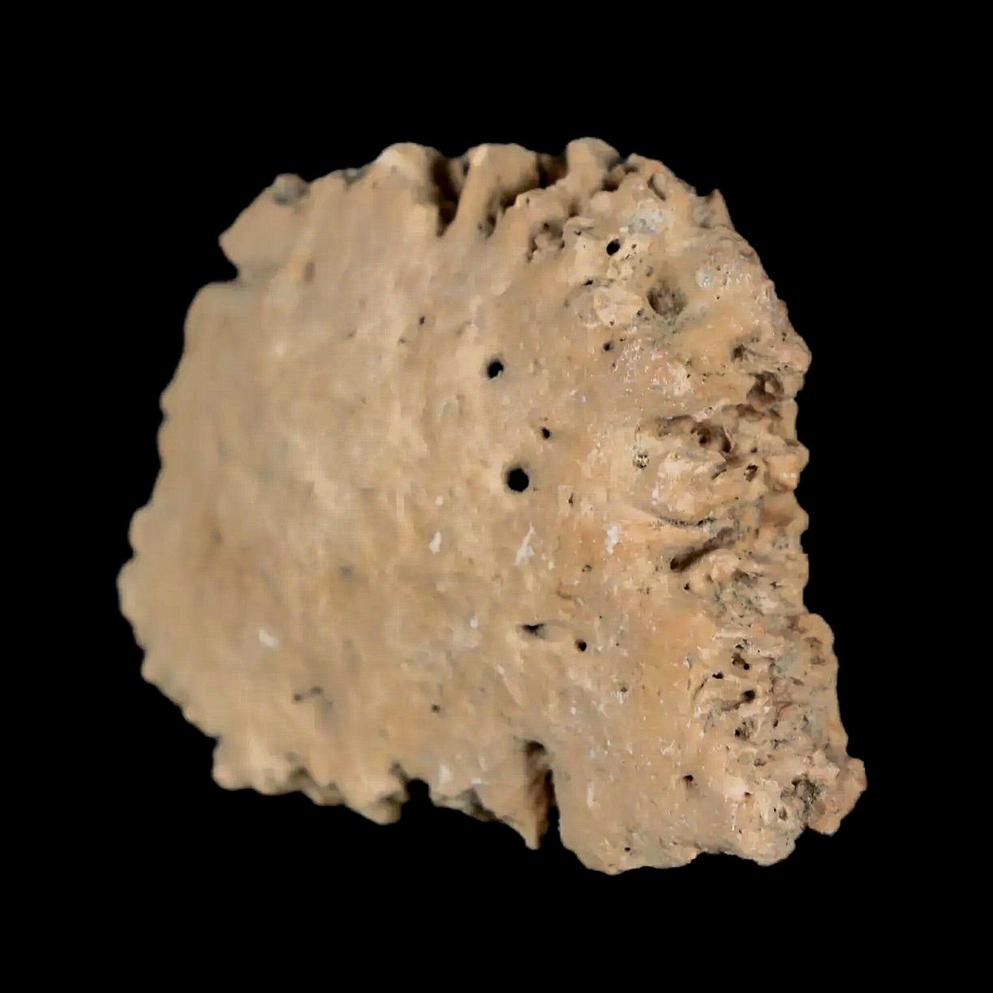1.6" Glyptodon Fossil Osteoderm Scute Plate Bony Armor Pleistocene Uruguay COA - Fossil Age Minerals