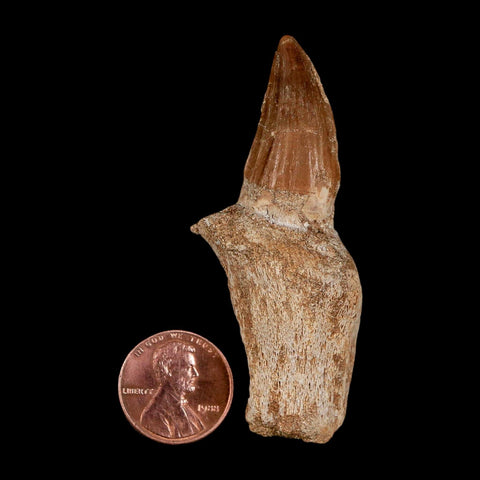 2.6" Mosasaur Eremiasaurus Fossil Tooth Rooted Cretaceous Dinosaur Era COA