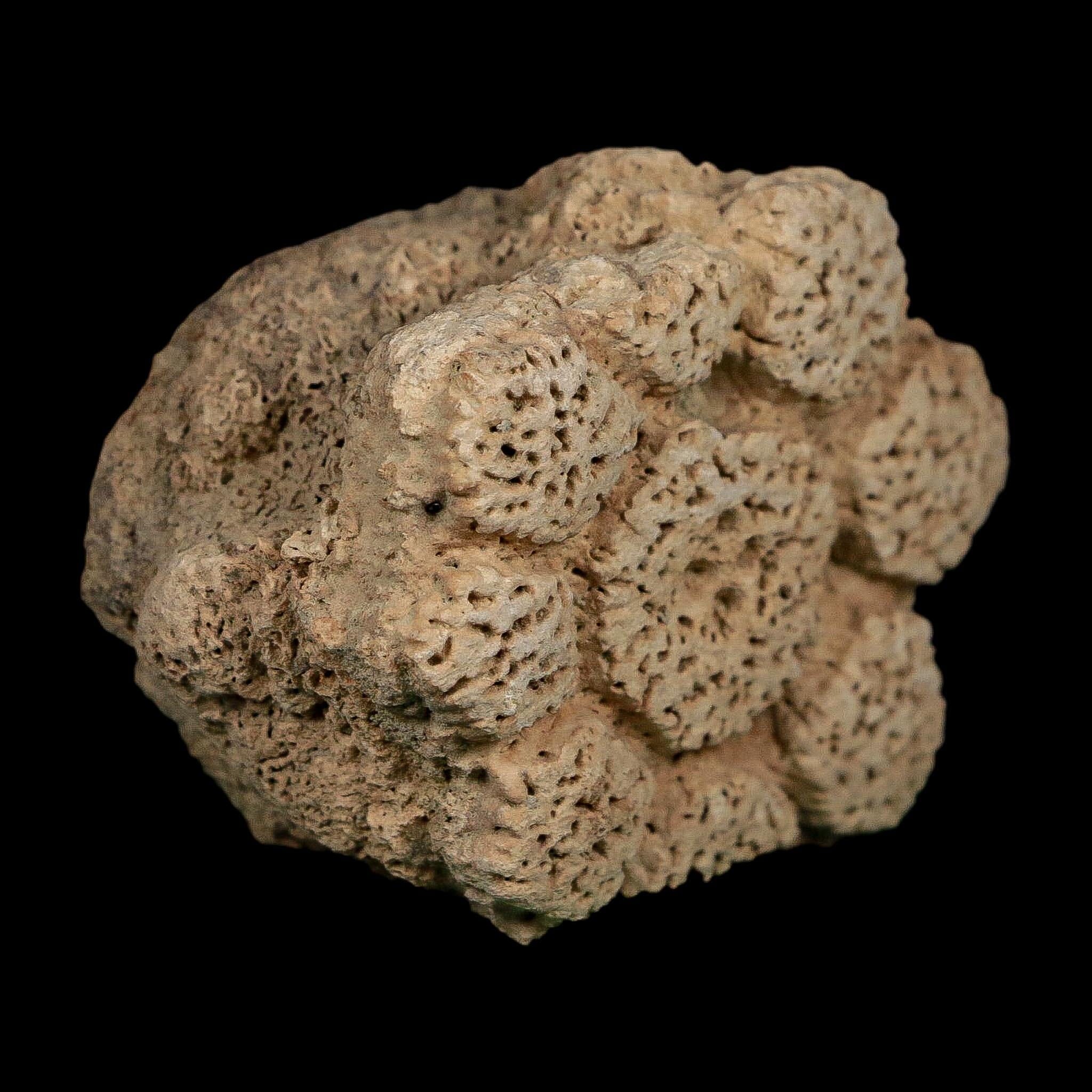 2.5" Glyptodon Fossil Osteoderm Scute Plate Bony Armor Pleistocene Uruguay COA - Fossil Age Minerals