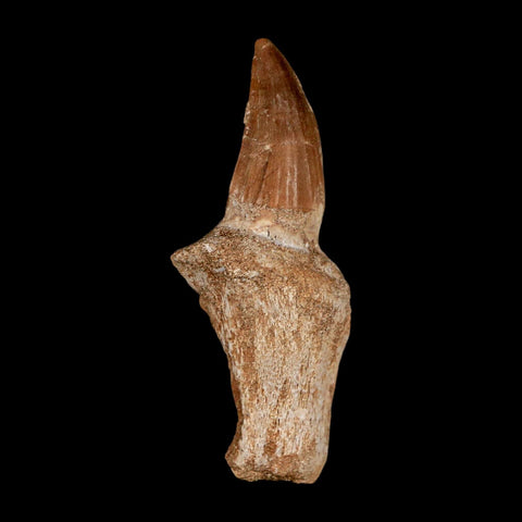 2.6" Mosasaur Eremiasaurus Fossil Tooth Rooted Cretaceous Dinosaur Era COA