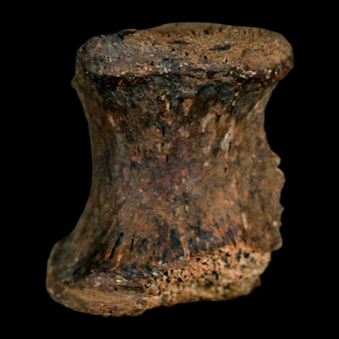 1.3" Gryposaurus Fossil Tail Vertebrae Bone Duck-Billed Dinosaur Judith River MT COA - Fossil Age Minerals