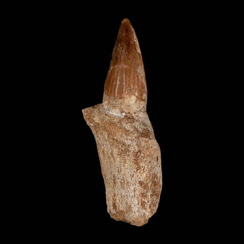 2.6" Mosasaur Eremiasaurus Fossil Tooth Rooted Cretaceous Dinosaur Era COA