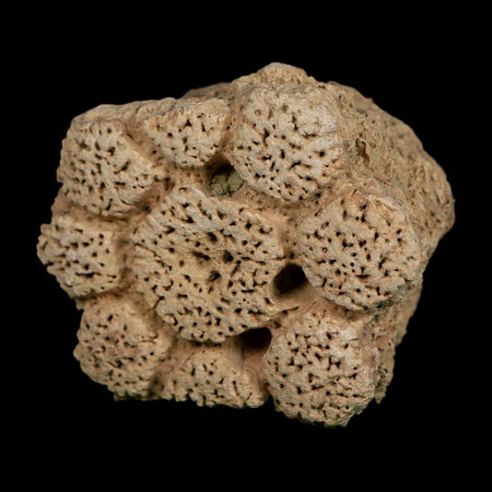 2.5" Glyptodon Fossil Osteoderm Scute Plate Bony Armor Pleistocene Uruguay COA