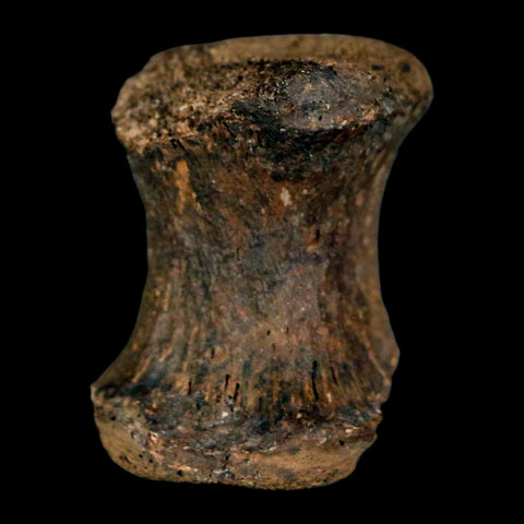 1.3" Gryposaurus Fossil Tail Vertebrae Bone Duck-Billed Dinosaur Judith River MT COA - Fossil Age Minerals