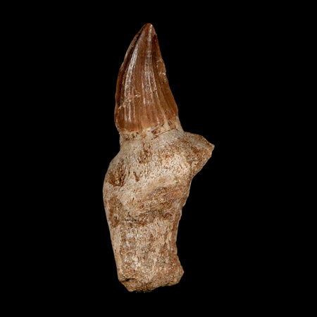 2.6" Mosasaur Eremiasaurus Fossil Tooth Rooted Cretaceous Dinosaur Era COA