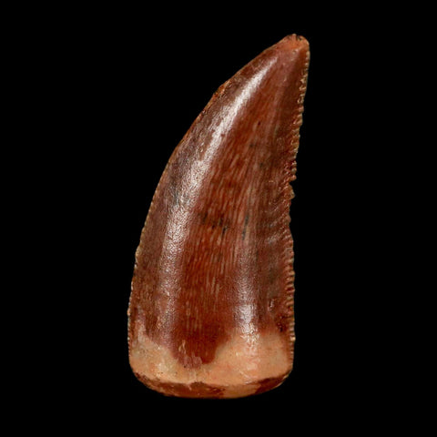 0.8" Abelisaur Serrated Tooth Fossil Cretaceous Age Dinosaur Morocco COA, Display