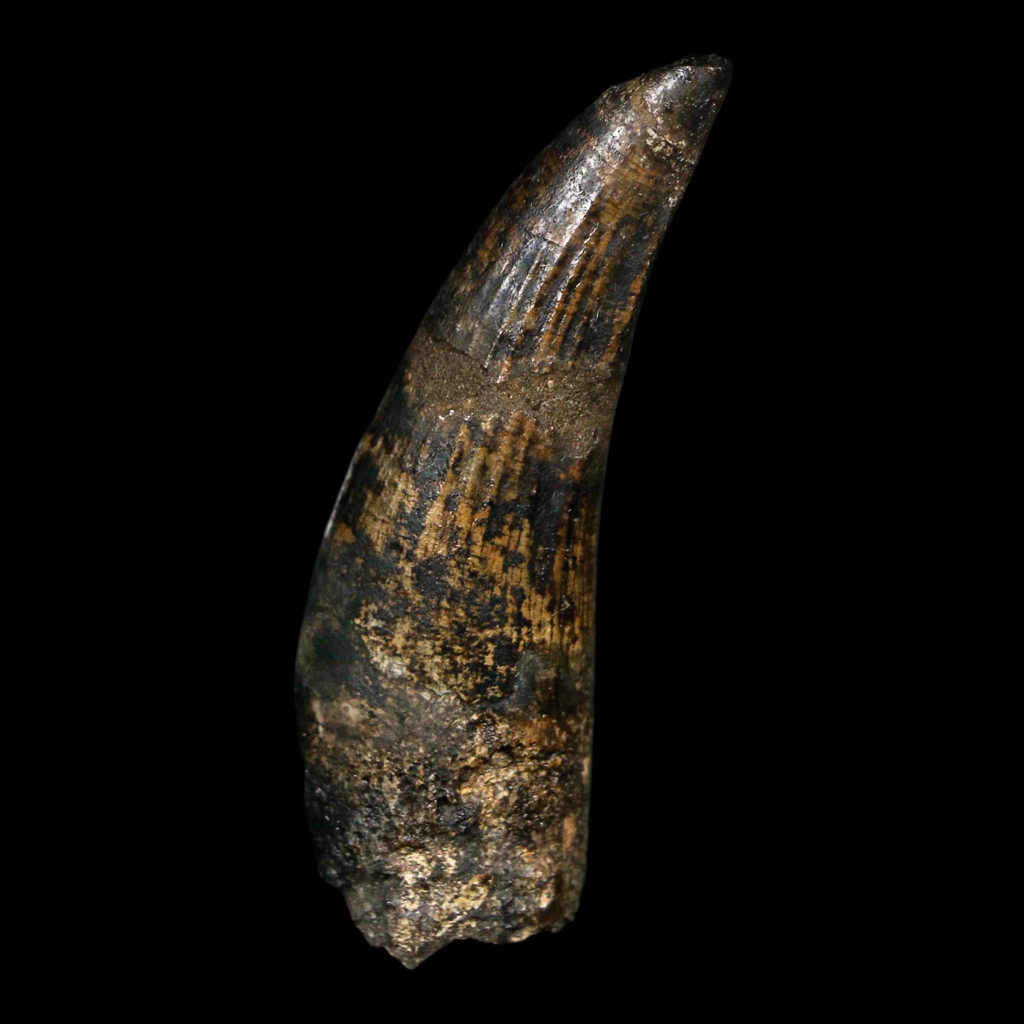 2" Suchomimus Fossil Tooth Cretaceous Spinosaurid Dinosaur Elraz FM Niger COA