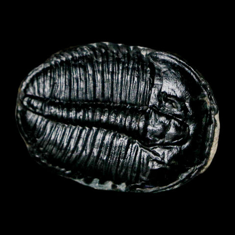 1.2" Elrathia Kingi Trilobite Fossil Utah Cambrian Age 521 Million Years Old COA - Fossil Age Minerals