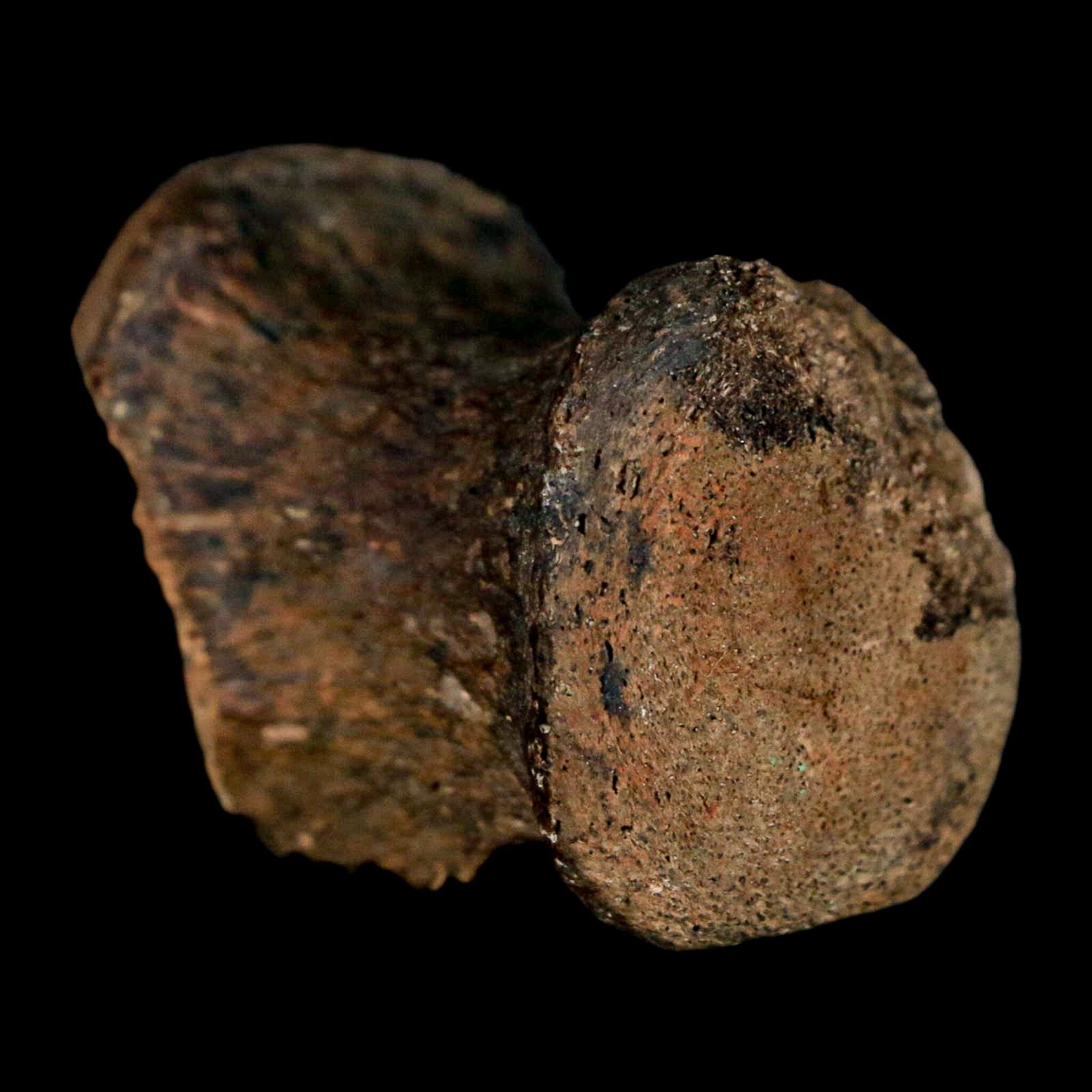 1.3" Gryposaurus Fossil Tail Vertebrae Bone Duck-Billed Dinosaur Judith River MT COA - Fossil Age Minerals