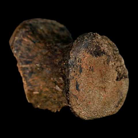 1.3" Gryposaurus Fossil Tail Vertebrae Bone Duck-Billed Dinosaur Judith River MT COA - Fossil Age Minerals