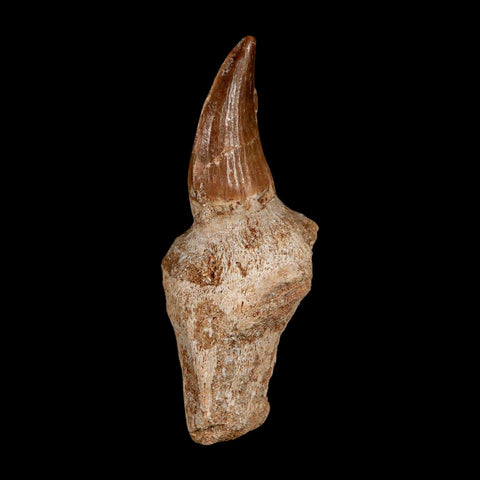 2.6" Mosasaur Eremiasaurus Fossil Tooth Rooted Cretaceous Dinosaur Era COA