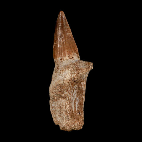 2.6" Mosasaur Eremiasaurus Fossil Tooth Rooted Cretaceous Dinosaur Era COA