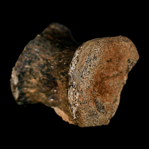 1.3" Gryposaurus Fossil Tail Vertebrae Bone Duck-Billed Dinosaur Judith River MT COA - Fossil Age Minerals