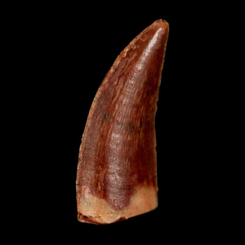0.8" Abelisaur Serrated Tooth Fossil Cretaceous Age Dinosaur Morocco COA, Display