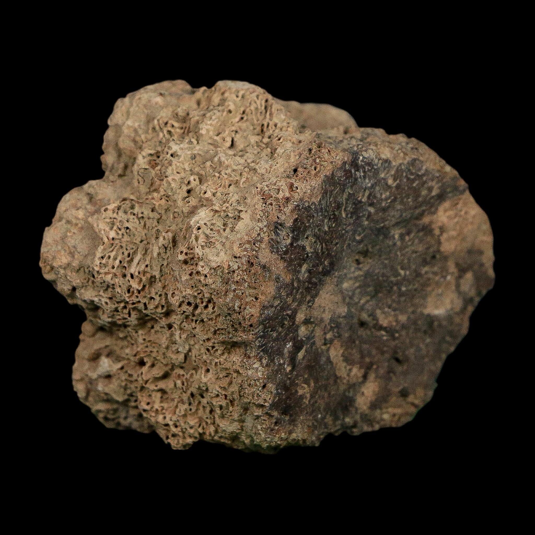 2.5" Glyptodon Fossil Osteoderm Scute Plate Bony Armor Pleistocene Uruguay COA - Fossil Age Minerals