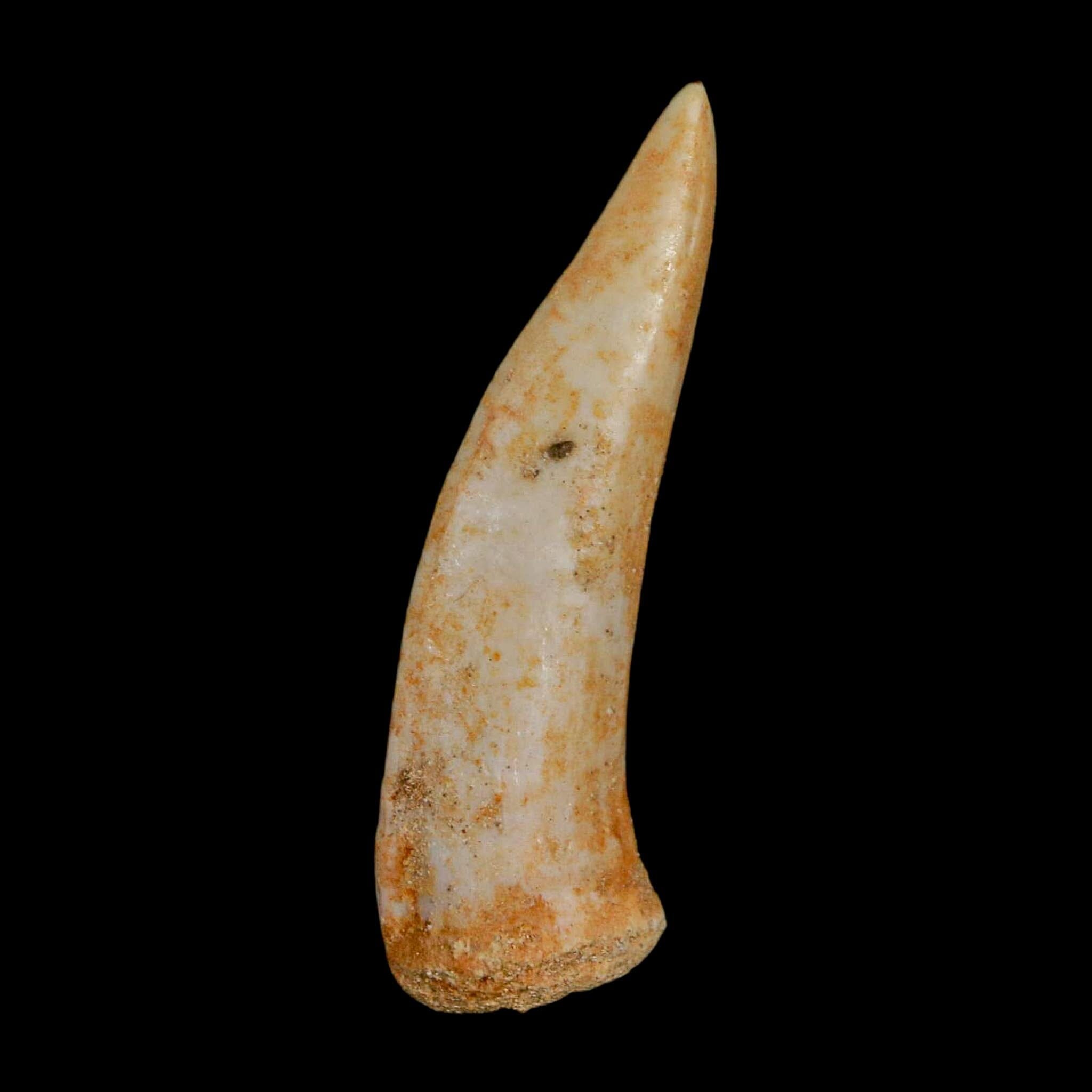 1.9" Saber Toothed Herring Fossil Fang Enchodus Libycus Cretaceous COA Stand - Fossil Age Minerals
