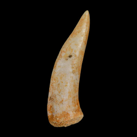 1.9" Saber Toothed Herring Fossil Fang Enchodus Libycus Cretaceous COA Stand