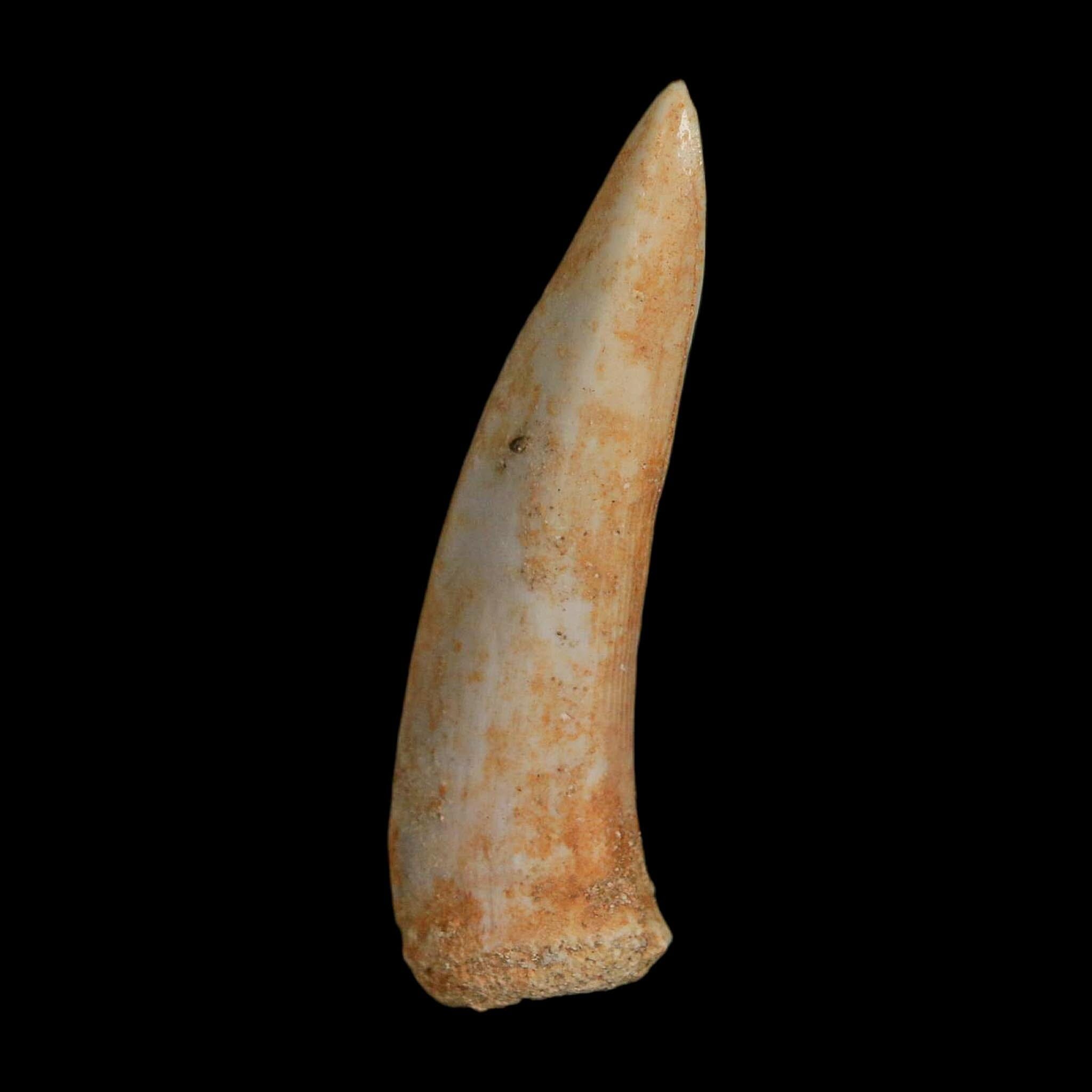 1.9" Saber Toothed Herring Fossil Fang Enchodus Libycus Cretaceous COA Stand - Fossil Age Minerals