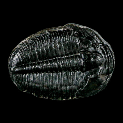 1.2" Elrathia Kingi Trilobite Fossil Utah Cambrian Age 521 Million Years Old COA - Fossil Age Minerals