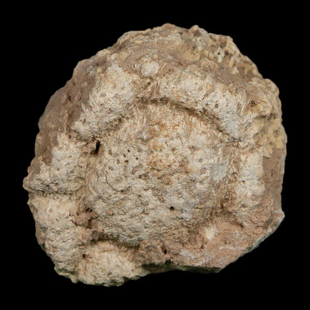 2" Glyptodon Fossil Osteoderm Scute Plate Bony Armor Pleistocene Uruguay COA