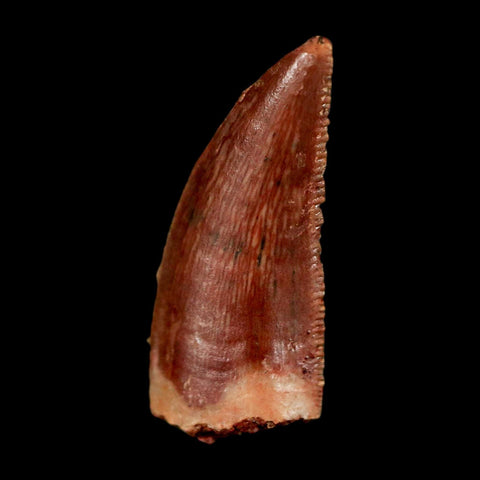0.8" Abelisaur Serrated Tooth Fossil Cretaceous Age Dinosaur Morocco COA, Display