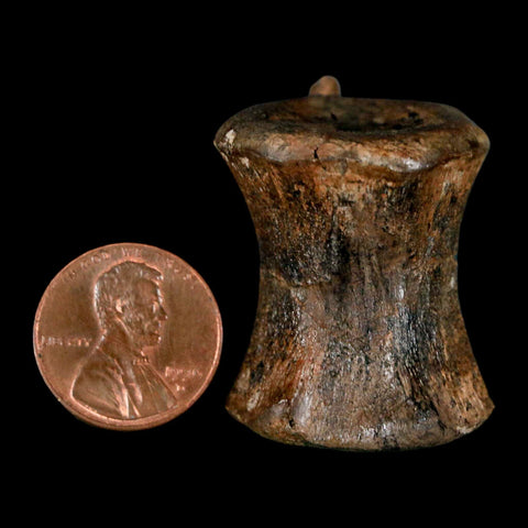 1.5" Brachylophosaurus Fossil Vertebrae Cretaceous Dinosaur Judith River FM MT COA - Fossil Age Minerals
