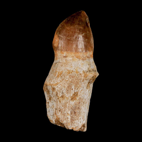 2.3" Mosasaur Prognathodon Anceps Fossil Tooth Rooted Cretaceous Dinosaur Era COA - Fossil Age Minerals