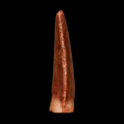 0.8" Abelisaur Serrated Tooth Fossil Cretaceous Age Dinosaur Morocco COA, Display