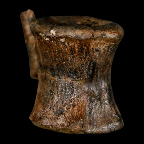 1.5" Brachylophosaurus Fossil Vertebrae Cretaceous Dinosaur Judith River FM MT COA - Fossil Age Minerals