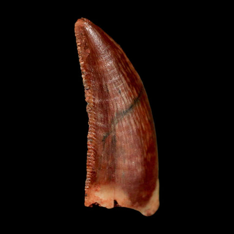 0.8" Abelisaur Serrated Tooth Fossil Cretaceous Age Dinosaur Morocco COA, Display