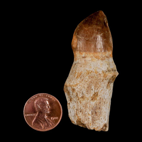 2.3" Mosasaur Prognathodon Anceps Fossil Tooth Rooted Cretaceous Dinosaur Era COA - Fossil Age Minerals