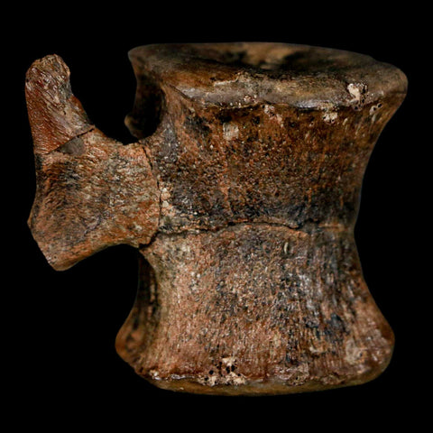 1.5" Brachylophosaurus Fossil Vertebrae Cretaceous Dinosaur Judith River FM MT COA - Fossil Age Minerals