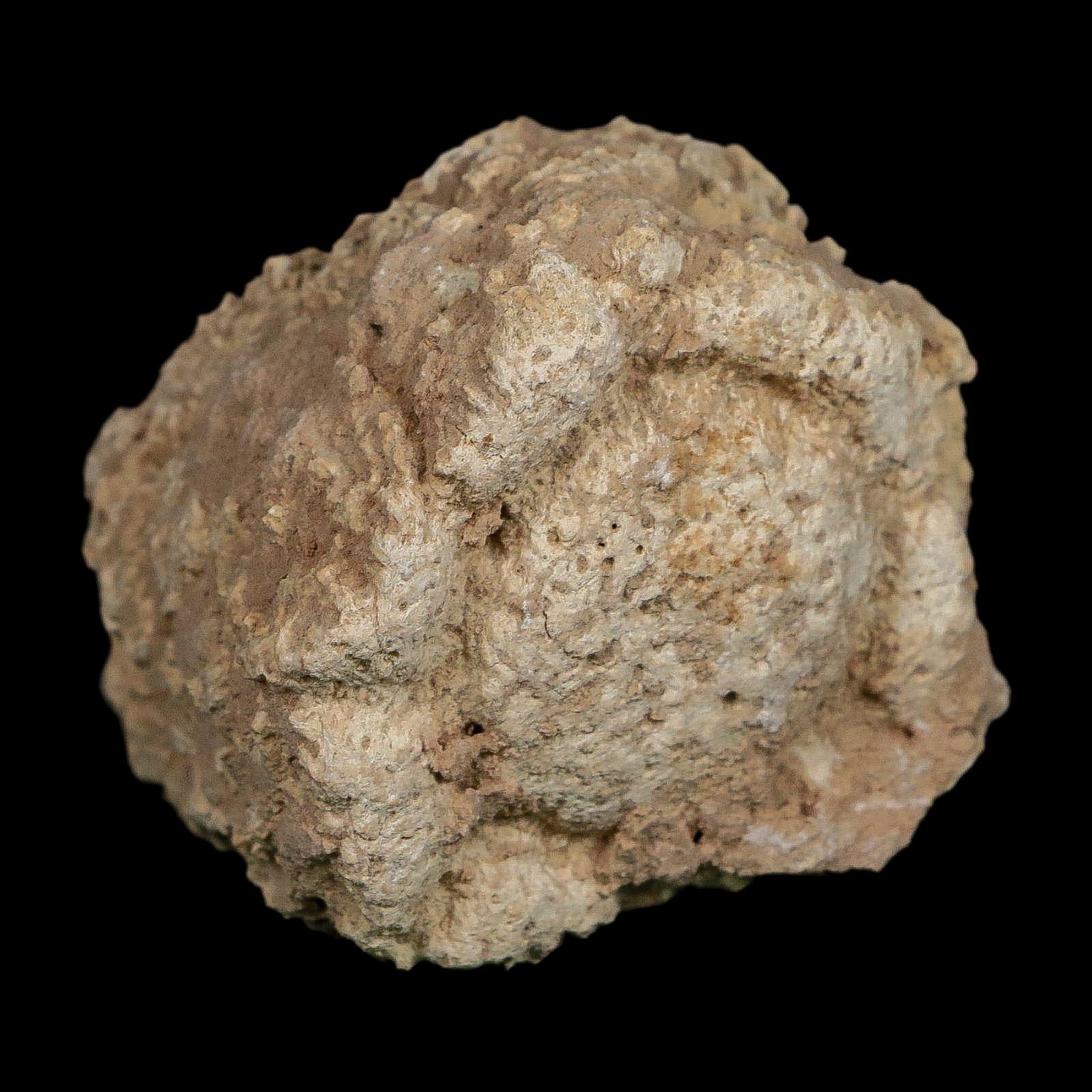 2" Glyptodon Fossil Osteoderm Scute Plate Bony Armor Pleistocene Uruguay COA - Fossil Age Minerals