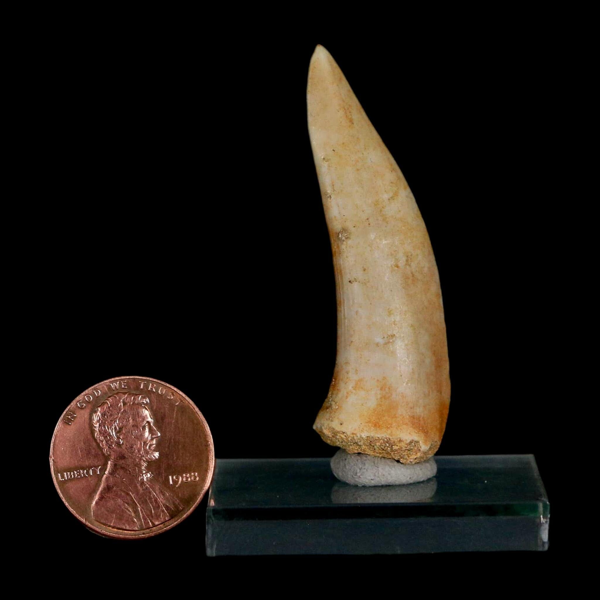1.9" Saber Toothed Herring Fossil Fang Enchodus Libycus Cretaceous COA Stand - Fossil Age Minerals