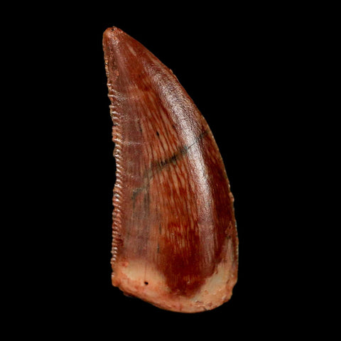 0.8" Abelisaur Serrated Tooth Fossil Cretaceous Age Dinosaur Morocco COA, Display