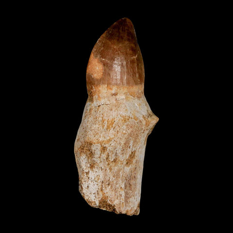 2.3" Mosasaur Prognathodon Anceps Fossil Tooth Rooted Cretaceous Dinosaur Era COA - Fossil Age Minerals