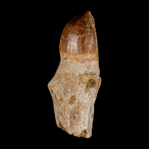 2.3" Mosasaur Prognathodon Anceps Fossil Tooth Rooted Cretaceous Dinosaur Era COA - Fossil Age Minerals