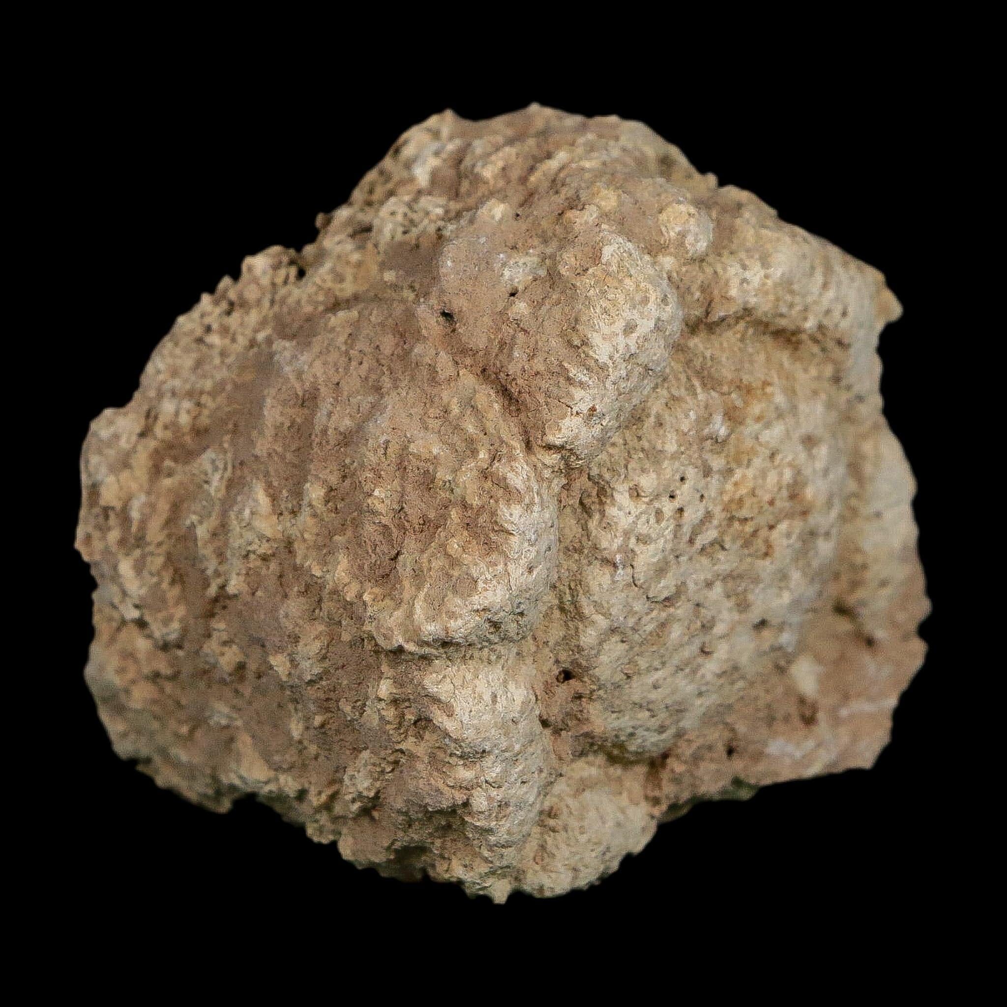 2" Glyptodon Fossil Osteoderm Scute Plate Bony Armor Pleistocene Uruguay COA - Fossil Age Minerals