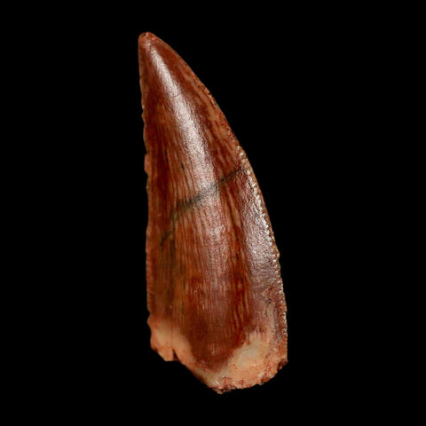 0.8" Abelisaur Serrated Tooth Fossil Cretaceous Age Dinosaur Morocco COA, Display
