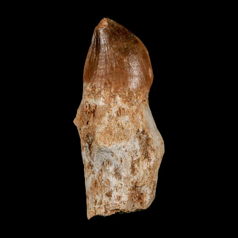 2.3" Mosasaur Prognathodon Anceps Fossil Tooth Rooted Cretaceous Dinosaur Era COA - Fossil Age Minerals