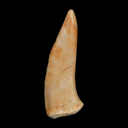 1.9" Saber Toothed Herring Fossil Fang Enchodus Libycus Cretaceous COA Stand