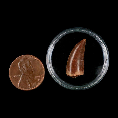 0.8" Abelisaur Serrated Tooth Fossil Cretaceous Age Dinosaur Morocco COA, Display