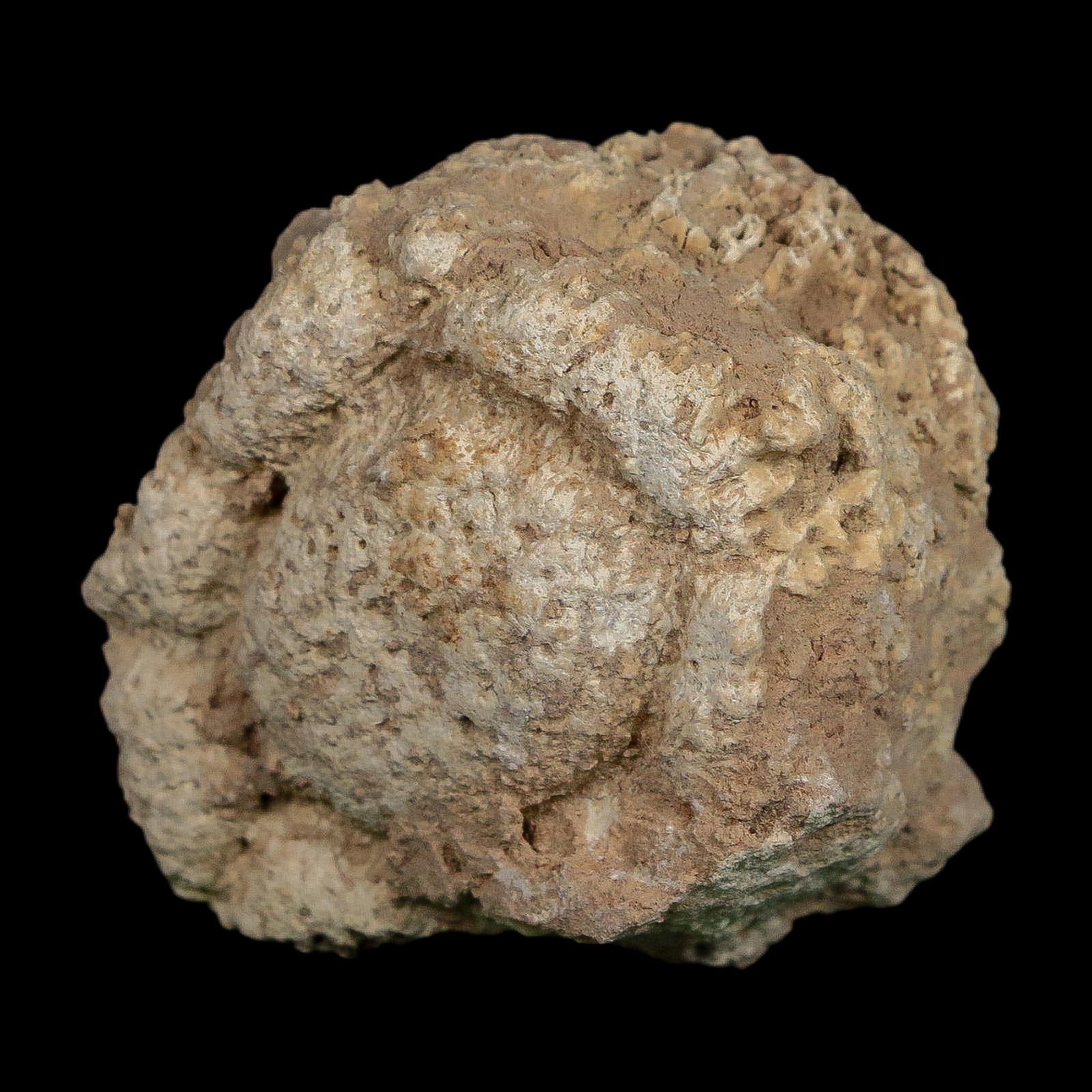 2" Glyptodon Fossil Osteoderm Scute Plate Bony Armor Pleistocene Uruguay COA - Fossil Age Minerals