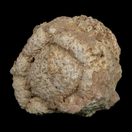 2" Glyptodon Fossil Osteoderm Scute Plate Bony Armor Pleistocene Uruguay COA