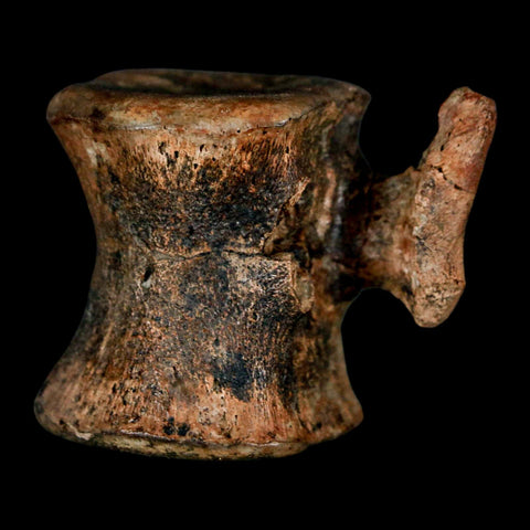 1.5" Brachylophosaurus Fossil Vertebrae Cretaceous Dinosaur Judith River FM MT COA - Fossil Age Minerals