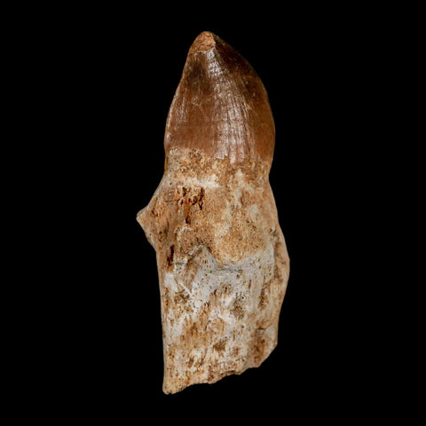 2.3" Mosasaur Prognathodon Anceps Fossil Tooth Rooted Cretaceous Dinosaur Era COA - Fossil Age Minerals